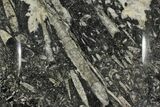 Fossil Orthoceras & Goniatite Square Plate - Stoneware #140293-1